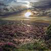 S u n s e t   o v e r   E x m o o r   . Keywords: Andy Morley;P o r l o c k ; E x m o o r ; h e a t h e r ; p u r p l e ; s u n s e t ; d u s k ; h d r ; p o r l o c k   h i l l   
